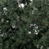 Woodland Scenics #1130 - Fine Leaf Foliage - Dark Green -Vallejo Sales Store Woodland Scenics Fine Leaf Foliage Dark Green 111230871380 24275.1645224661