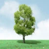 JTT 92409 - Pro-Elite Trees: Birch 8" - 1pcs - O Scale 1 JTT 92409 - Pro-Elite Trees: Birch 8" - 1pcs - O Scale -Vallejo Sales Store jtt592409 65563.1671411283