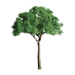 JTT 94285 - Professional Trees: Green Jacaranda 1.5" - 4pcs - Multi Scale