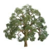 JTT 94349 - Professional Trees: Live Oak 2" - 3pcs - Multi Scale 1 JTT 94349 - Professional Trees: Live Oak 2" - 3pcs - Multi Scale -Vallejo Sales Store jtt594347 00103.1671411295