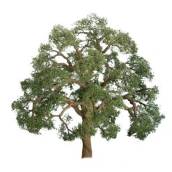 JTT 94349 - Professional Trees: Live Oak 2" - 3pcs - Multi Scale