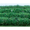 JTT 95515 - Flower Hedges: Green 8/pk 5" X 3/8" X 5/8" - HO Scale 2 JTT 95515 - Flower Hedges: Green 8/pk 5" X 3/8" X 5/8" - HO Scale -Vallejo Sales Store jtt595515 07250.1671411313