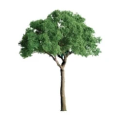 JTT 96025 - Professional Trees: Green Jacranda 6" - 1pcs - O Scale