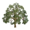 JTT 96043 - Professional Trees: Live Oak 5" - 1pcs - O Scale -Vallejo Sales Store jtt596043 51076.1671411329