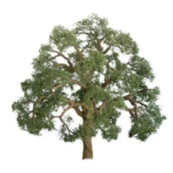 JTT 96043 - Professional Trees: Live Oak 5" - 1pcs - O Scale